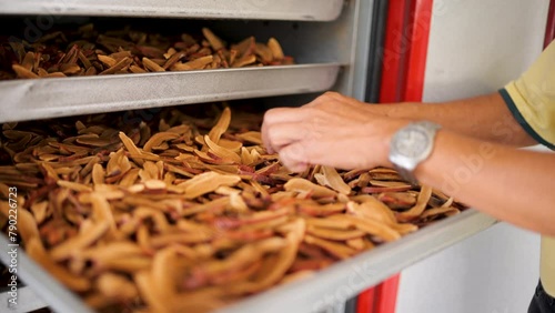 Dried lingzhi mushrooms are ready to be used as medicine.
