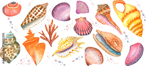 Collection of 16 elements of seashells. You can fold a pattern, a postcard, or add it to an illustration yourself.
