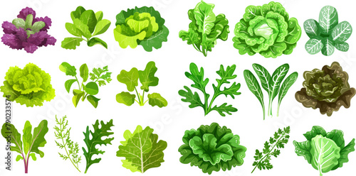 Salad leaves. Green fresh farm food, lettuce, cabbage, arugula, cress and kale photo