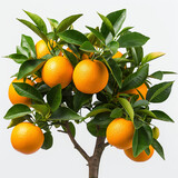A tree with many oranges on it