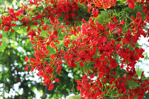 Flamboyant tree, Peacock flower, or Flame of the forest (Delonix regia) blooming in tropical garden summer photo