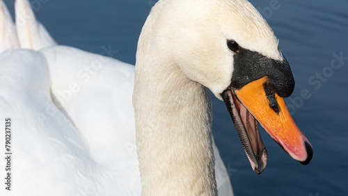 Close-up portrait of a mute swan (Cygnus olor) hissing menacingly