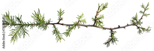 set of yew branches, dark and needle-like, isolated on transparent background