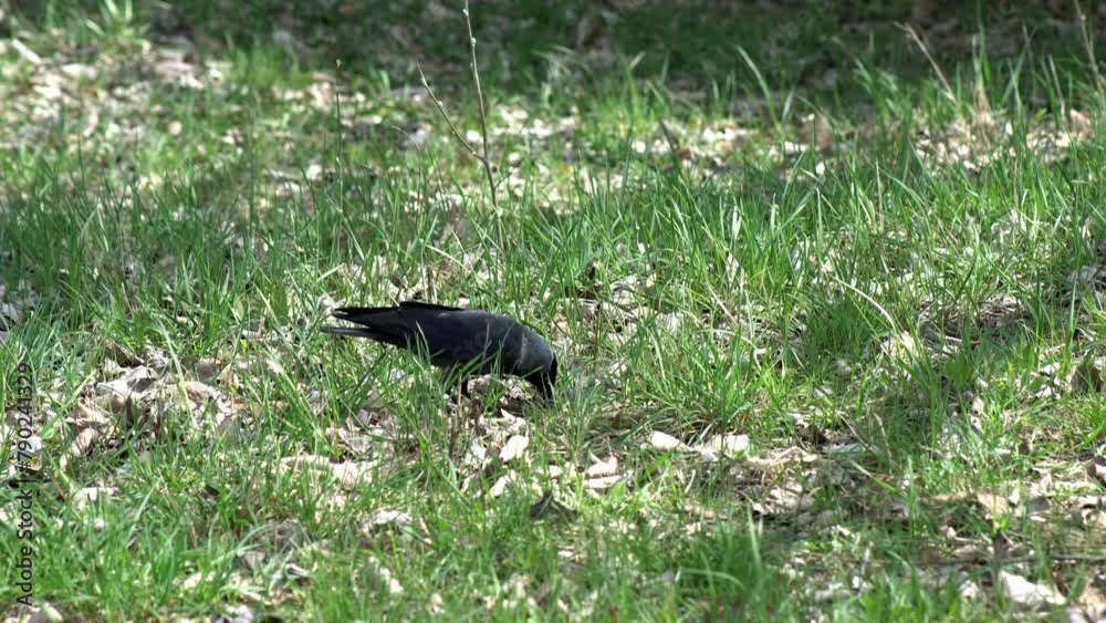 Two black-hooded crows feed in a grassy meadow during the spring nesting season. Two black-hooded crows feed in a grassy meadow during the spring nesting season.