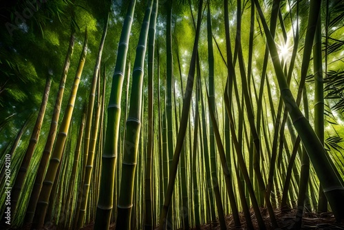 bamboo forest background