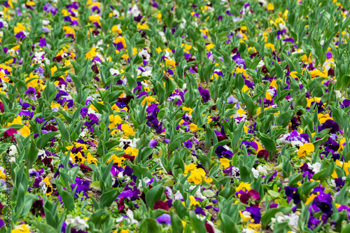 Background with colorful pansies. Closeup of colorful pansy flower. Viola tricolor. Field with multicolored pansies blooming in the garden photo