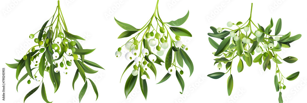 set of mistletoe bunches, highly detailed, isolated on transparent background