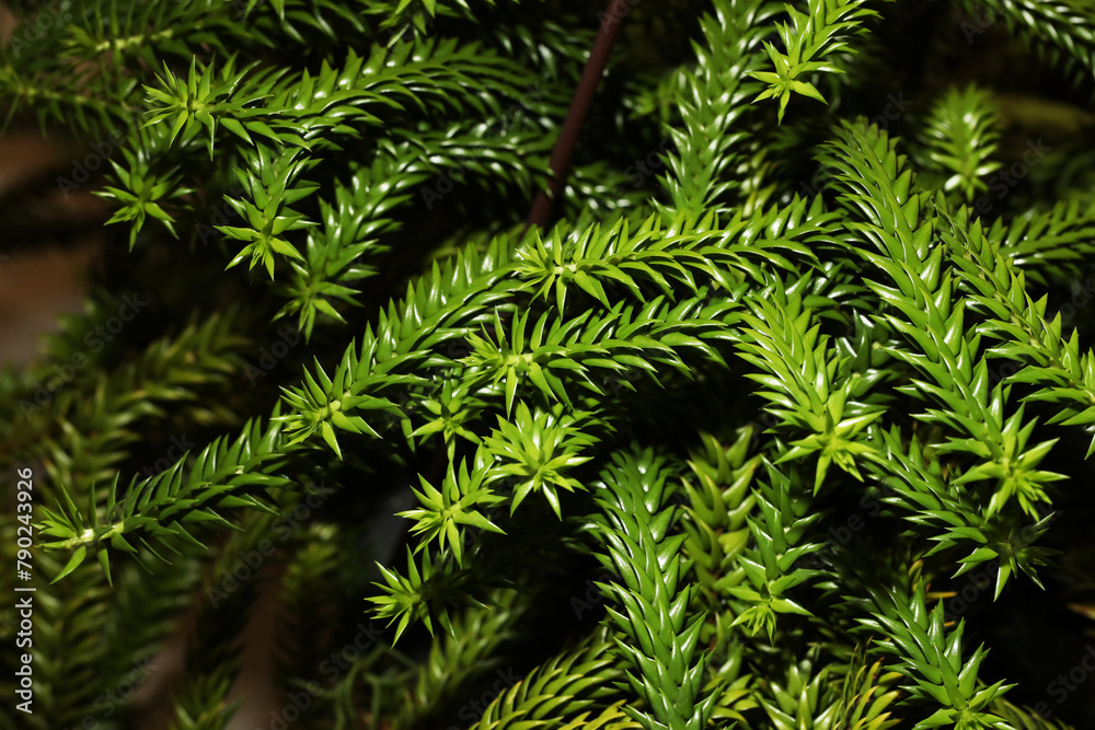 Rare form of epiphytic tassel fern allies Phlegmariurus species from rainforest in Southern thailand Rare form of epiphytic tassel fern allies Phlegmariurus species from rainforest in Southern thailand
