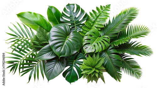 green leaves of tropical plants bush Monstera, palm, rubber plant, pine, bird's nest fern. photo