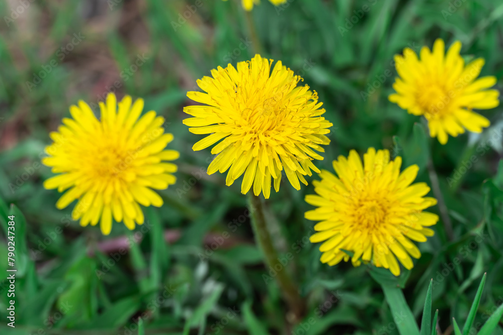 Blooming yellow dandelion flowers in springtime close-up. Details taraxacum officinale in meadow. Blowball used as medical herb and food ingredient. Edible fresh plants aster family or compositae. Blooming yellow dandelion flowers in springtime close-up. Details taraxacum officinale in meadow. Blowball used as medical herb and food ingredient. Edible fresh plants aster family or compositae.