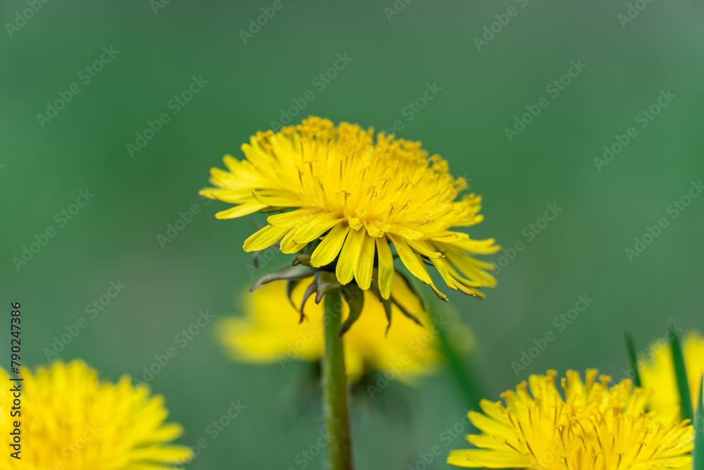 Naklejka premium Blooming yellow dandelion flowers in springtime close-up. Details taraxacum officinale in meadow. Blowball used as medical herb and food ingredient. Edible fresh plants aster family or compositae.