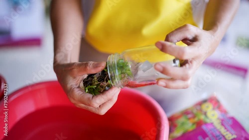 Separating orchid plants for propagation.