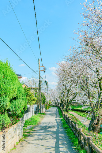 元荒川の桜並木