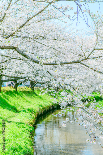 元荒川の桜並木 © 秋実 鶴谷