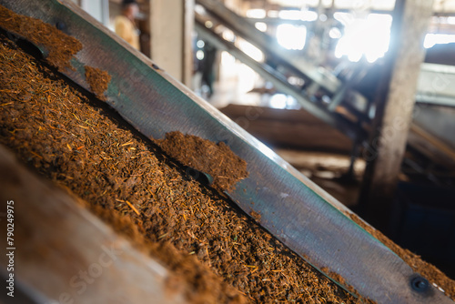 Tea on conveyor belt during producing process in tea factory in Sri Lanka..
