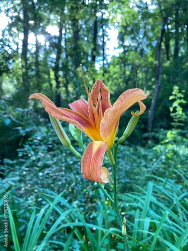 orange tiger lily