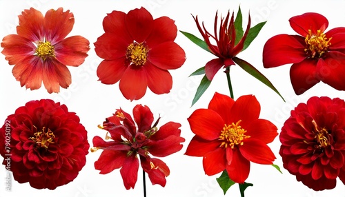 Sanguine Selections  Assorted Red Flowers on Transparent Backgrounds