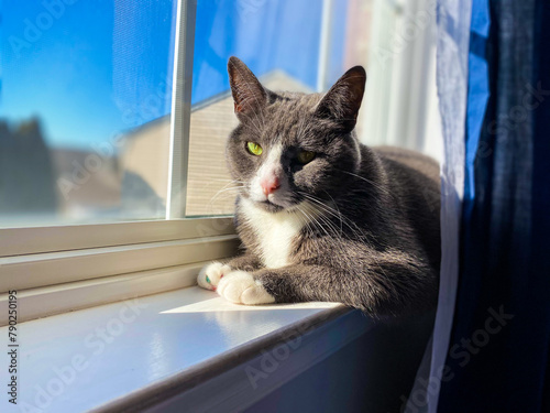 cat on window