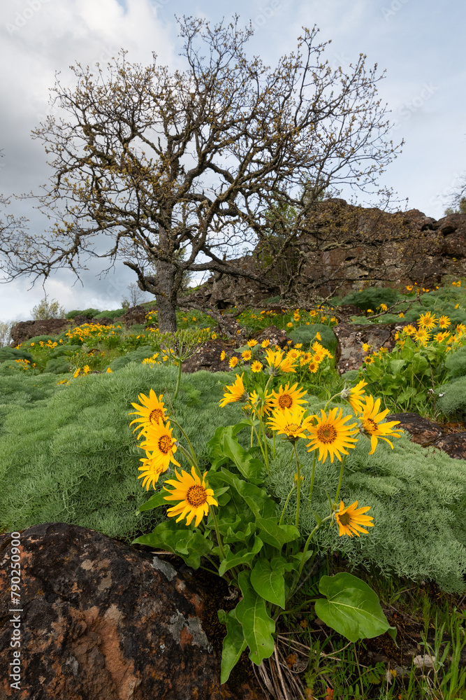 Fototapeta premium Arrowleaf balsamroot wildflower blooming yellow on Columbia Gorge hillside with rocks and tree in spring