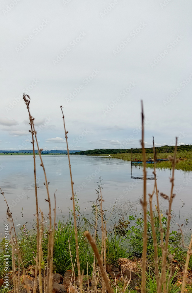 lake and grass