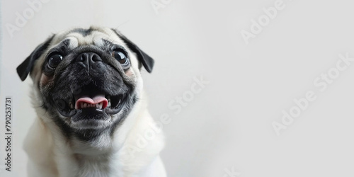 Dog pug,winks,with a big smile. Funny, cute and playful pug dogsitting on a white background.Studio shot of funny pug dog, isolated on grey.