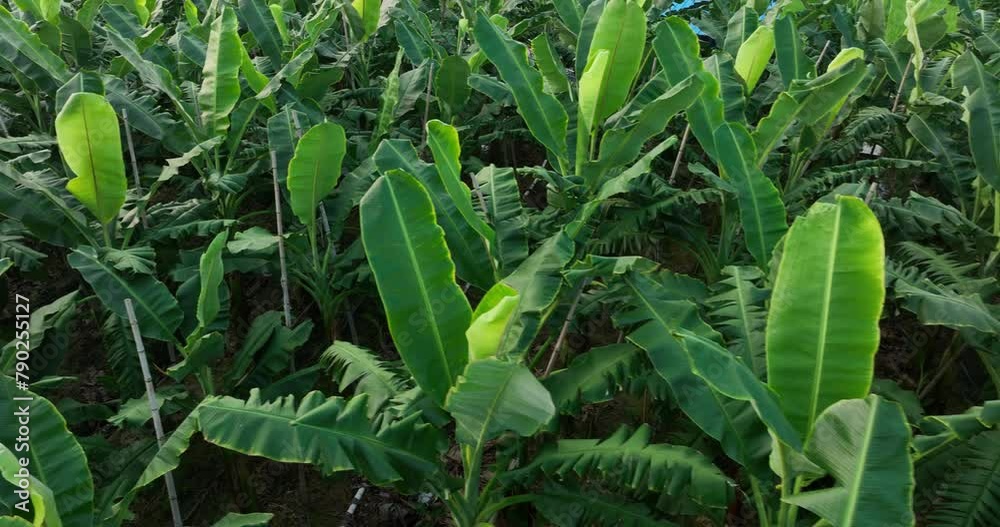 Aerial footage of banana trees growing at field