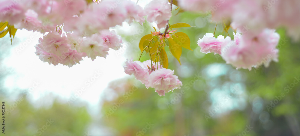 Japanese sakura blossom, spring season image