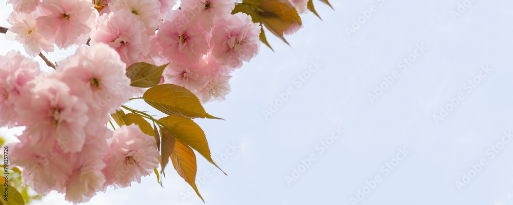 Japanese sakura blossom, spring season image