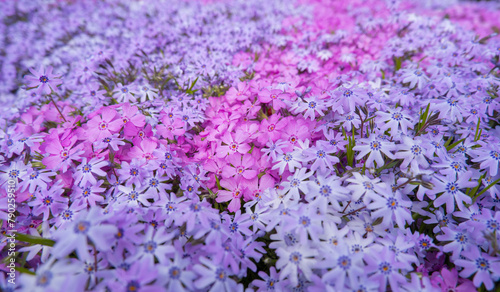Obraz na płótnie Top view of pink, lilac moss phlox Phlox subulata in spring flower garden. Floral background w salonie
