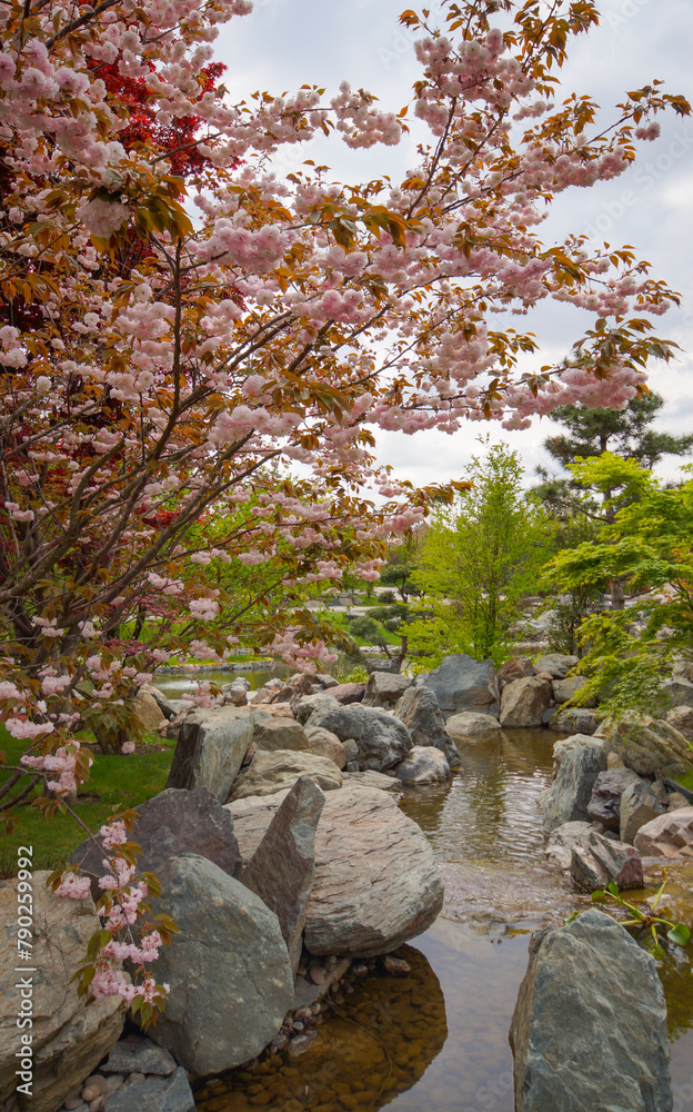 Japanese sakura blossom, spring season image Japanese sakura blossom, spring season image