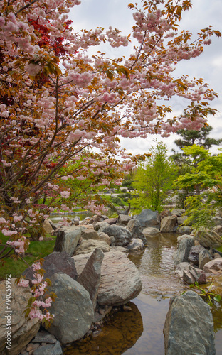 Obraz na płótnie Japanese sakura blossom, spring season image w salonie