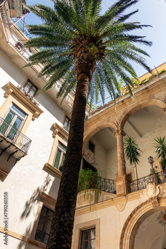 Old palm tree growing up through the centre of an old courtyard in Palermo, Sicity