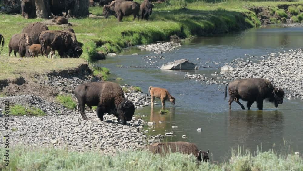 Spring in the Lamar Valley, Yellowstone National Park, as a herd of bison with newborn calves gather along the Lamar River. Spring in the Lamar Valley, Yellowstone National Park, as a herd of bison with newborn calves gather along the Lamar River.