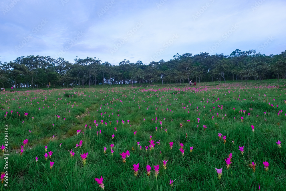 Siam Tulip flowers on the ground at Saithong National Park, Thailand Siam Tulip flowers on the ground at Saithong National Park, Thailand