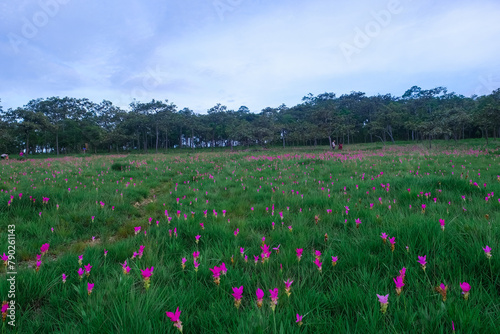 Siam Tulip flowers on the ground at Saithong National Park  Thailand