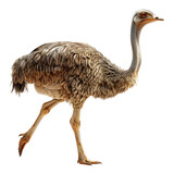 Ostrich in Motion A Graceful Walk on a White Canvas in Photo Realistic Style
