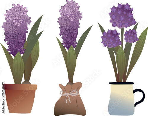 Set of purple flowers in flowerpots. Summer. Garden. Vector. Hyacinth.