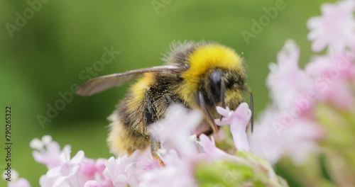 Bumblebee collects flower nectar at sunny day. Bumble bee in macro shot in slow motion. photo