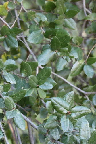 Quercus Agrifolia Variety Agrifolia, a gorgeous native monoecious tree displaying ovately elliptic leaves during Winter in the Santa Monica Mountains.