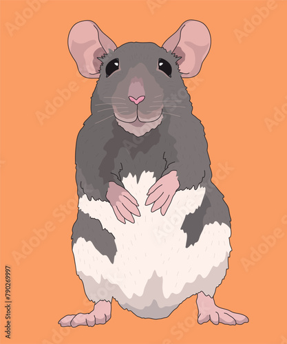 Rat Rats White Grey Fur Standing Front View