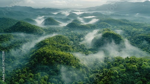 Aerial View of Lush Green Forest