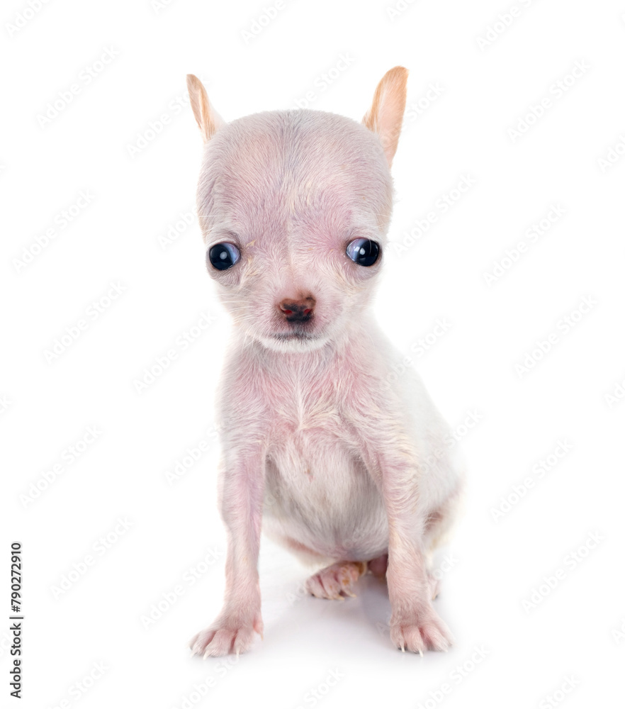 chihuahua in studio chihuahua in studio