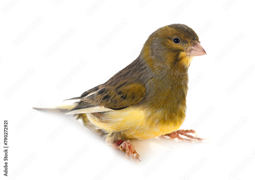 island canary in studio island canary in studio