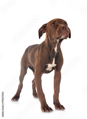 puppy american pitbull terrier