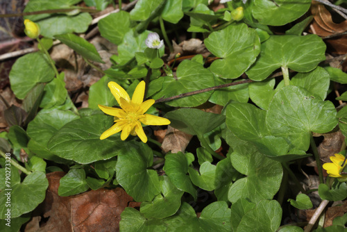 Lesser Celandine (Ficaria verna) in Ohio. This is a damaging invasive plant that was introduced to North America. It forms dense monocultures that harm native plant communities.  Spring blooming.