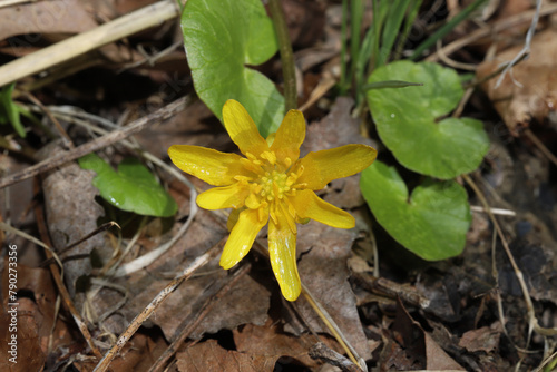 Closeup of the bright yellow flower of Lesser Celandine (Ficaria verna) in Ohio.  This is an invasive plant in Ohio, introduced from Europe and Asia that damages North American forests.