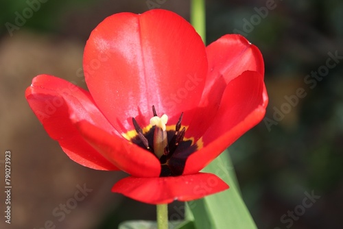rote Tulpe mit geöffneter Blüte