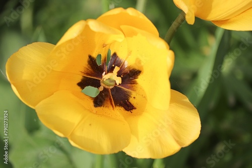 blütenstempel einer geöffneten Tulpe