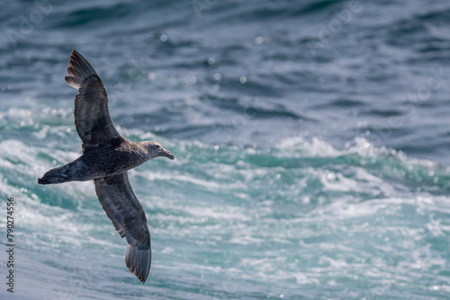 Riesensturmvogel über dem Meer © natros