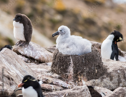Albatros Küken sitzend im Nest 